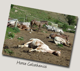 Backcountry Saddles - Cardrona Horse Trekking
