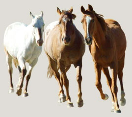 Backcountry Saddles - Cardrona Horse Trekking